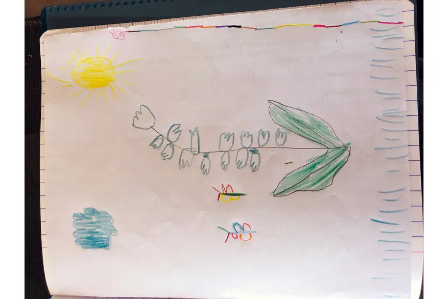 Liam Chantilly dessin