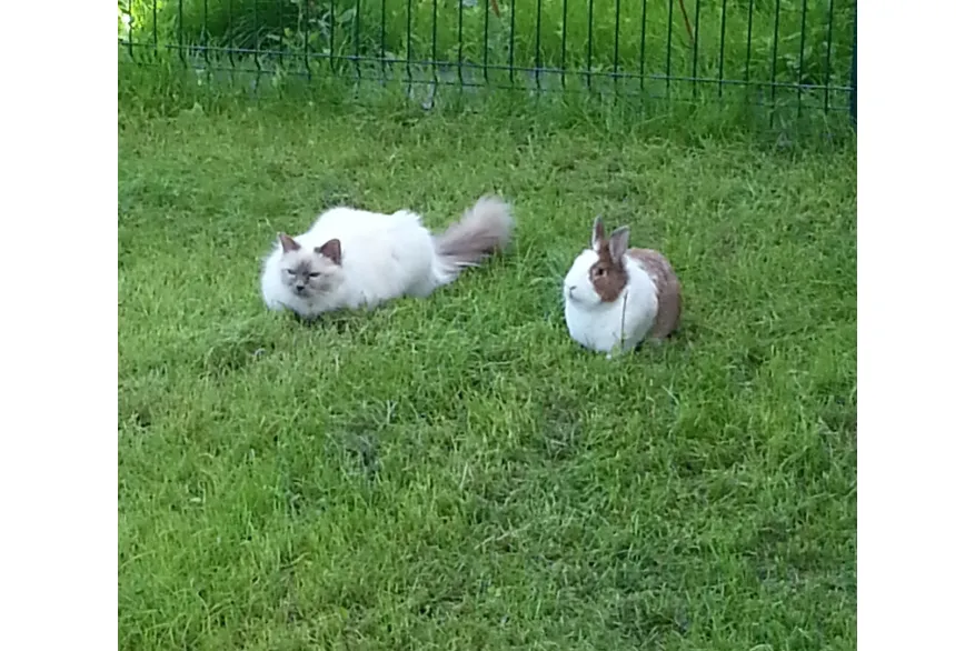 MARTINE CROIX NOGENT