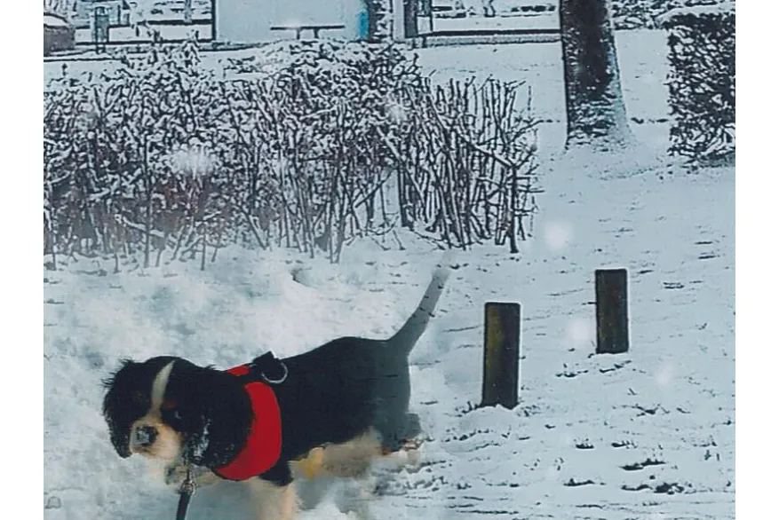 NICOLE COTTARD COMPIEGNE