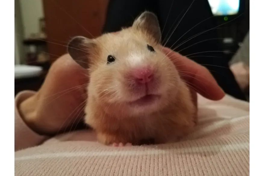 VALERIE HERBERT COMPIEGNE