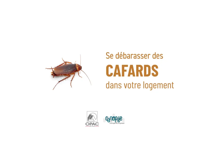 Se débarrasser des cafards dans son logement